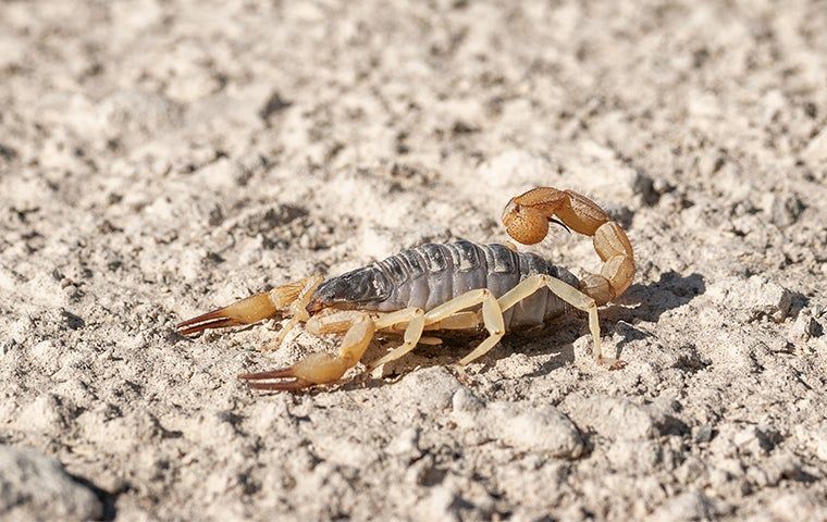 Stop Scorpions: Top Techniques For Control For Queen Creek Properties ...